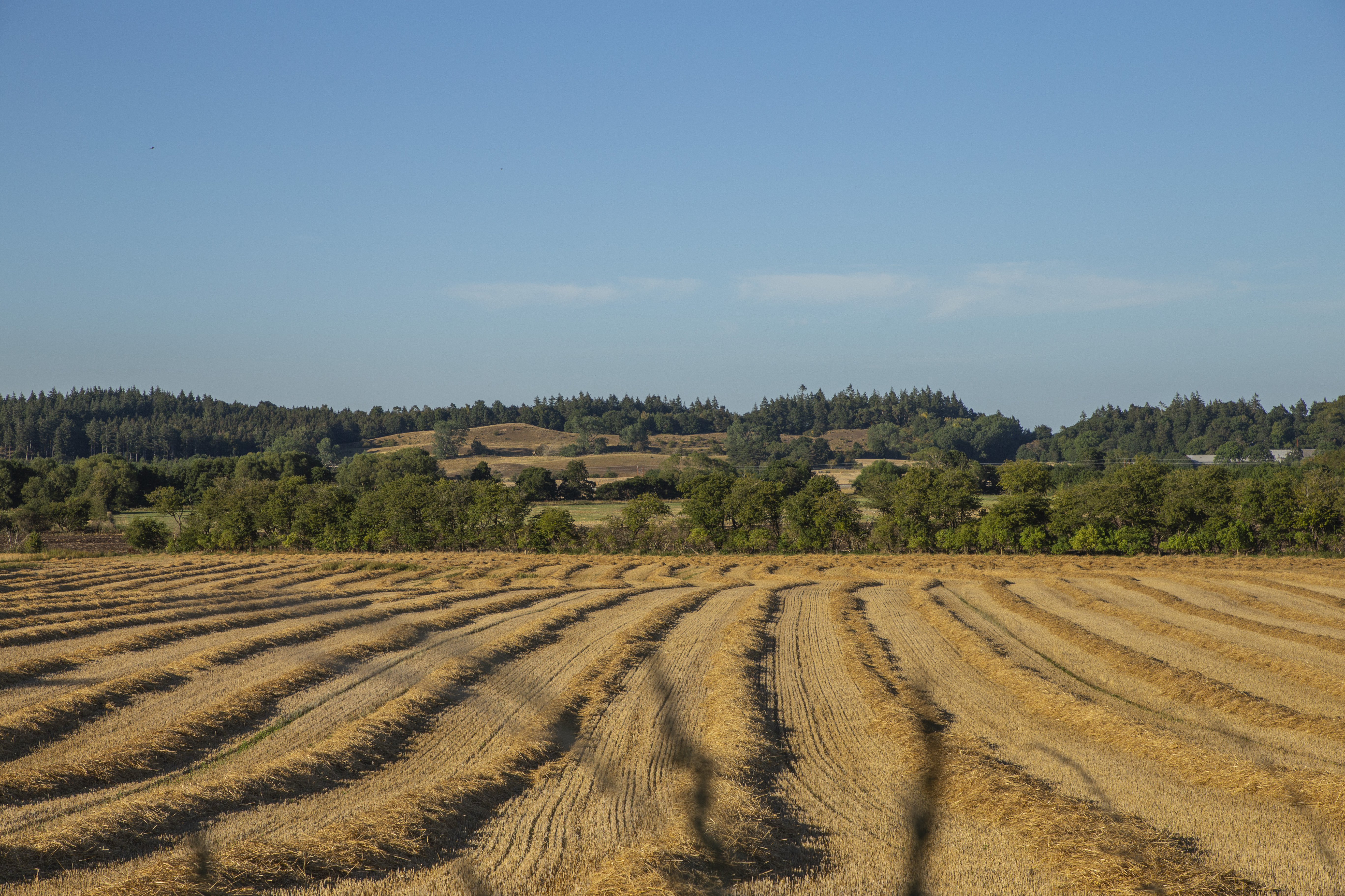 Udsigt over høstede marker og bakker med træer