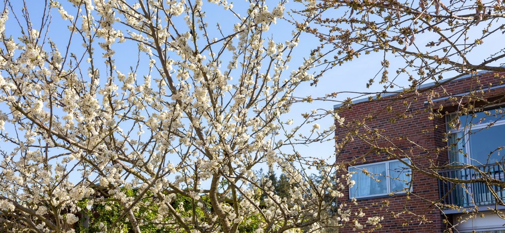 Japansk kirsebærtræ - hvide og lyserøde blomster